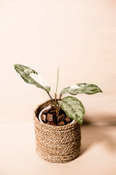 Aglaonema commutatum variegata